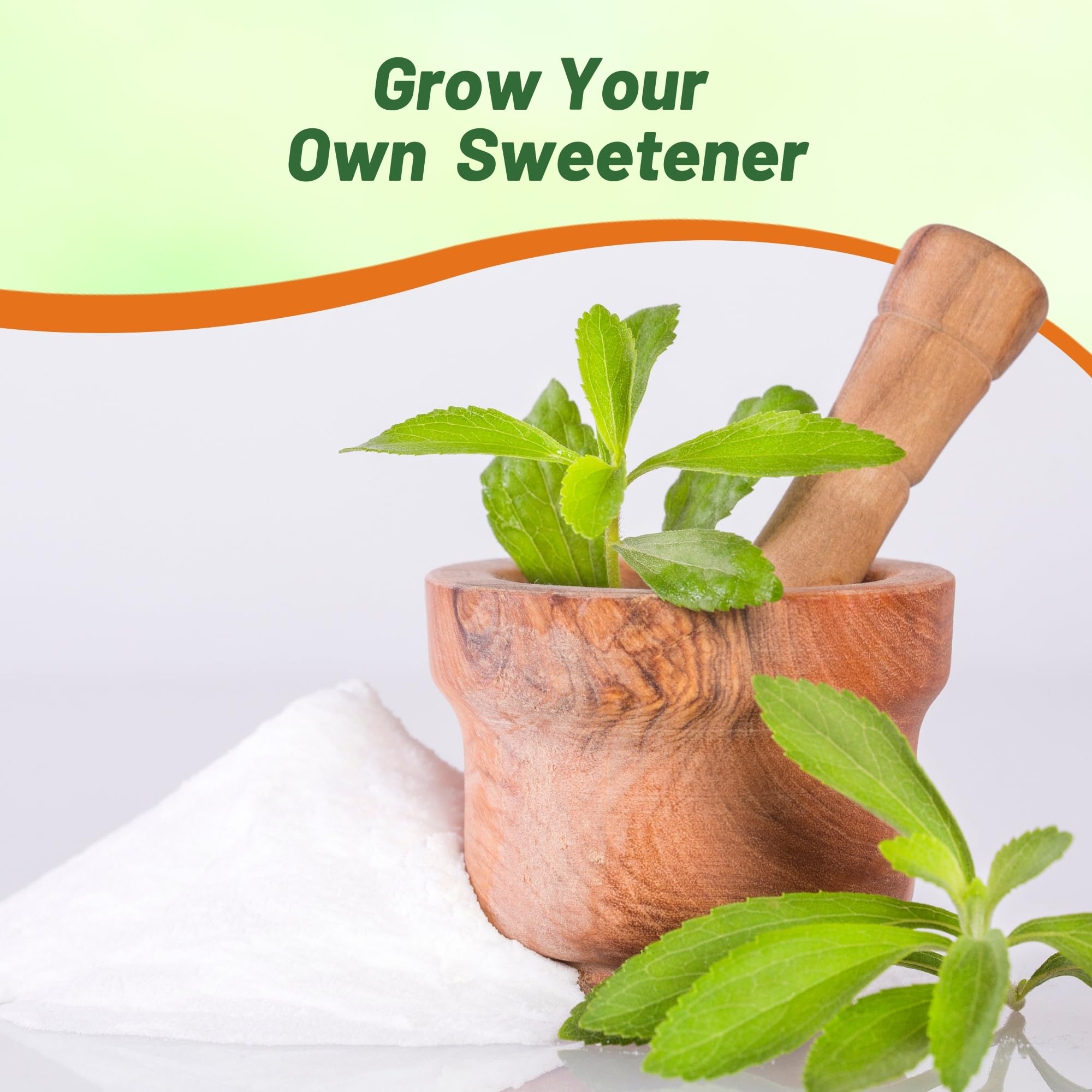 Outsidepride stevia potted plant for indoors with low maintenance.