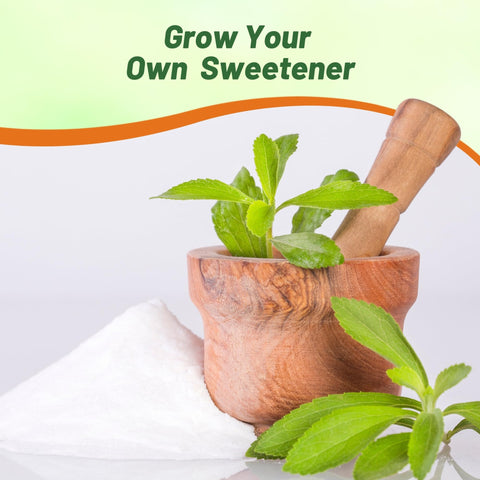 Outsidepride stevia potted plant for indoors with low maintenance.