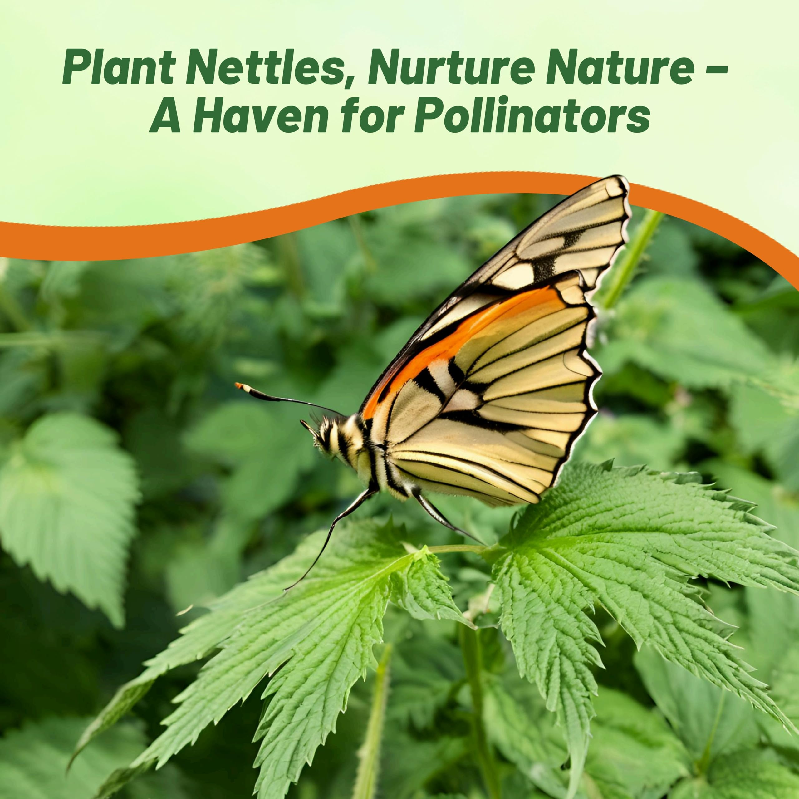 Outsidepride stinging nettle seeds bloom flowers, attracting buzzing pollinators to your garden.