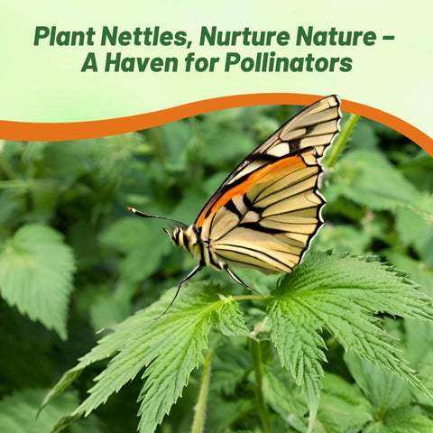 Outsidepride stinging nettle seeds bloom flowers, attracting buzzing pollinators to your garden.