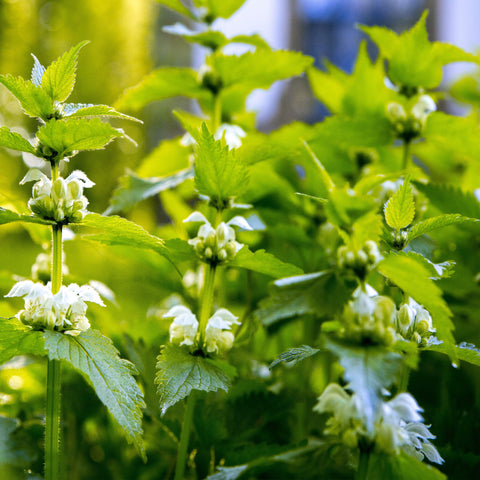 Outsidepride stinging nettle seeds deer-resistant herb, requiring minimal protection in mixed borders.