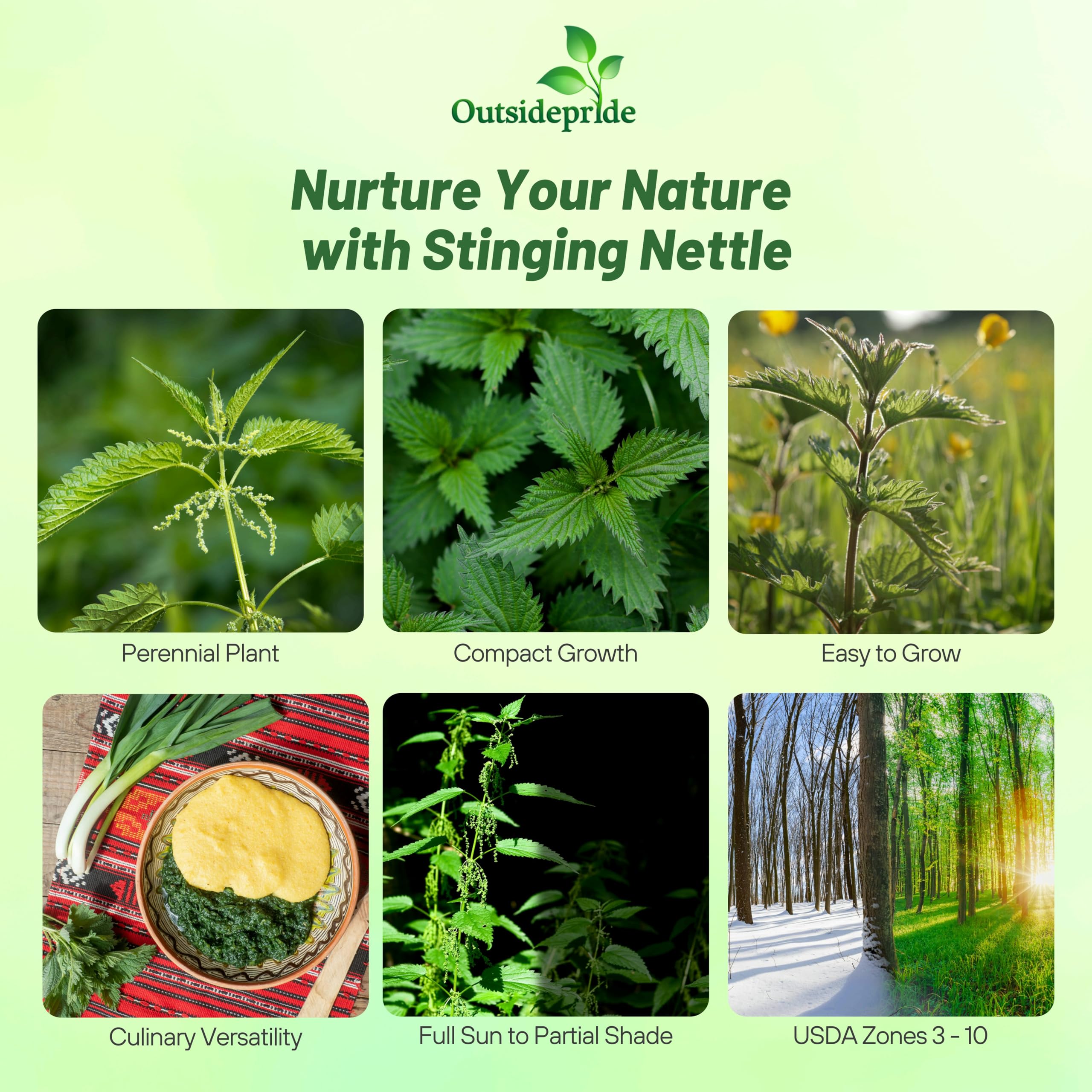 Outsidepride stinging nettle seeds garden planting, a reliable perennial for leafy greens and culinary use.