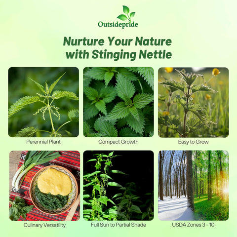 Outsidepride stinging nettle seeds garden planting, a reliable perennial for leafy greens and culinary use.