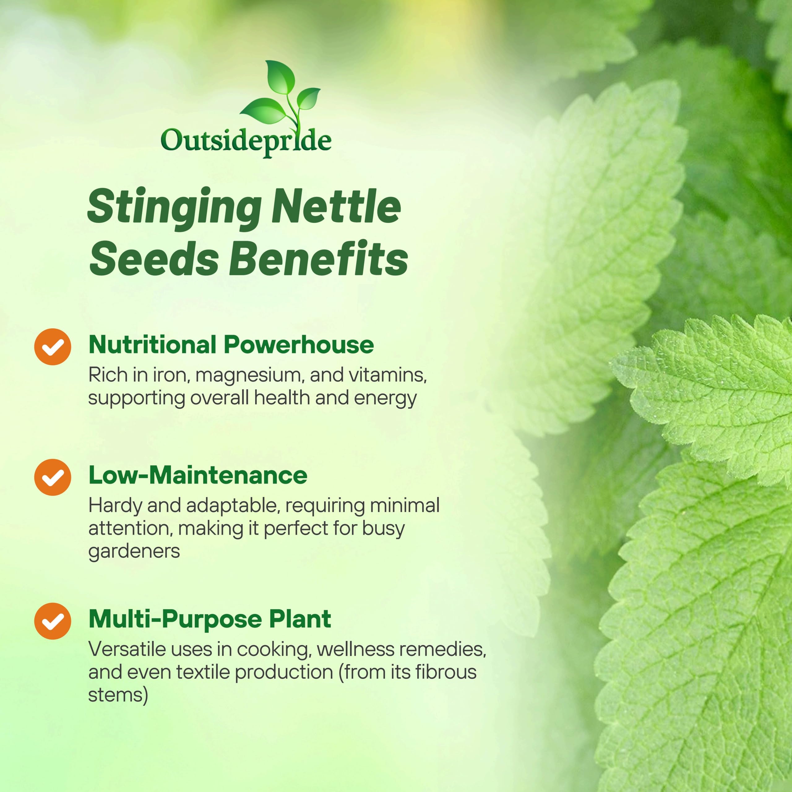 Outsidepride stinging nettle seeds leaves closeup, showcasing iron-rich foliage for robust harvests.