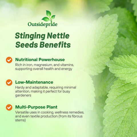 Outsidepride stinging nettle seeds leaves closeup, showcasing iron-rich foliage for robust harvests.