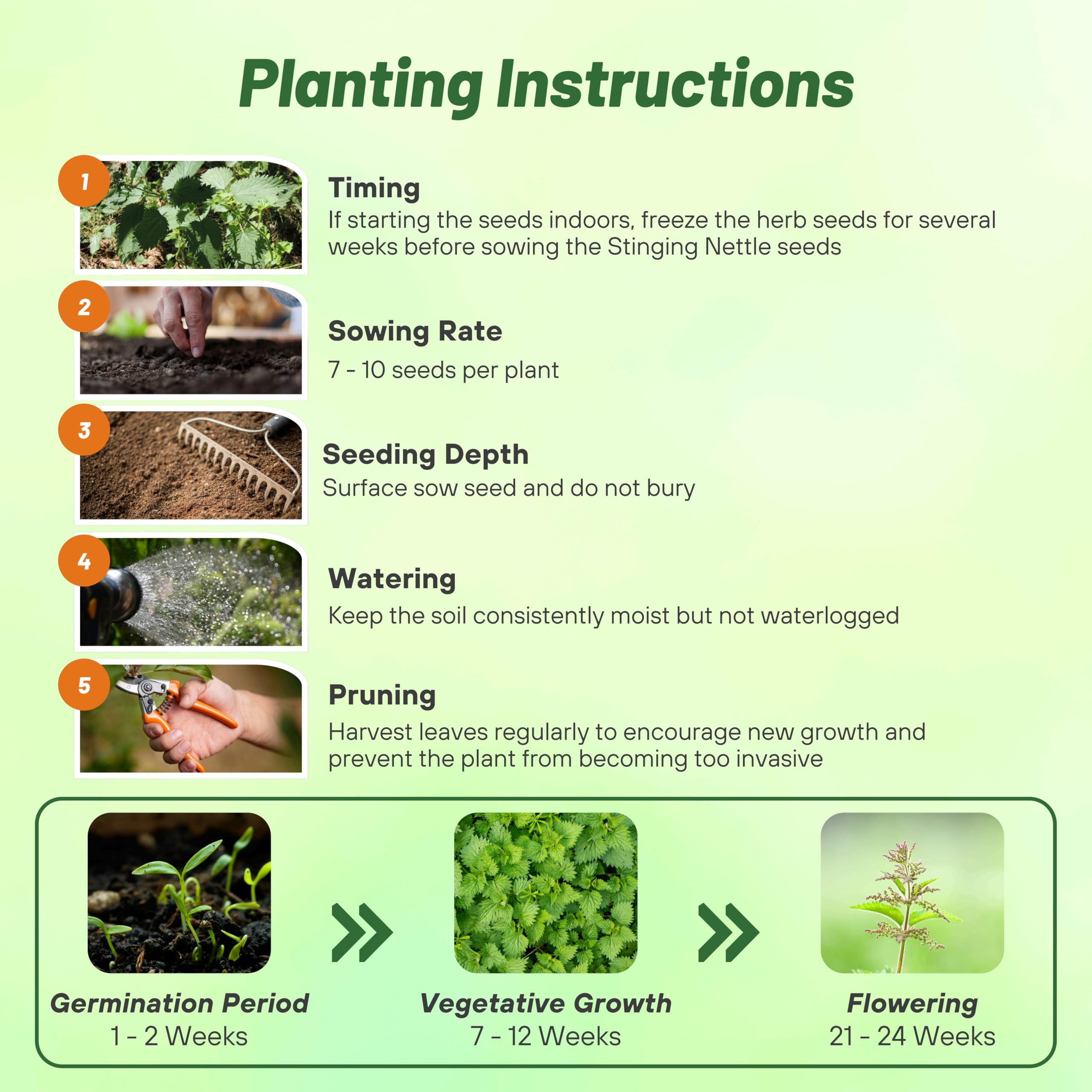 Outsidepride stinging nettle seeds plant in garden, ideal for year-round greenery and culinary experimentation.