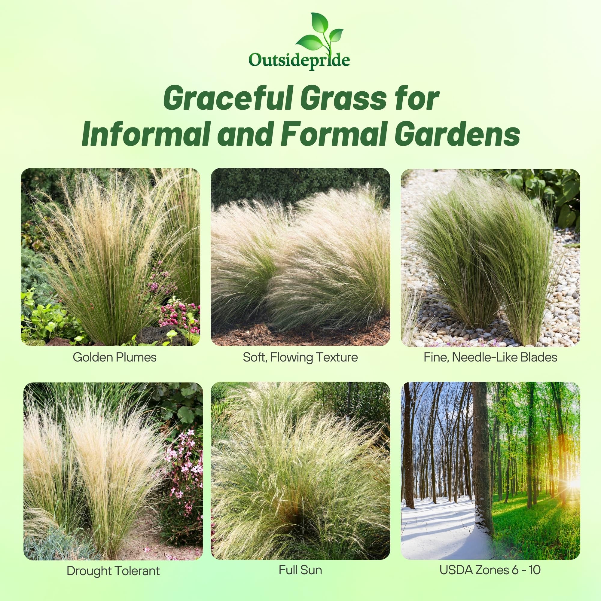 Outsidepride Stipa tenuissima green foliage offers light, airy contrast