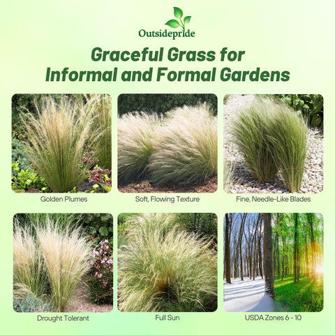 Outsidepride Stipa tenuissima green foliage offers light, airy contrast