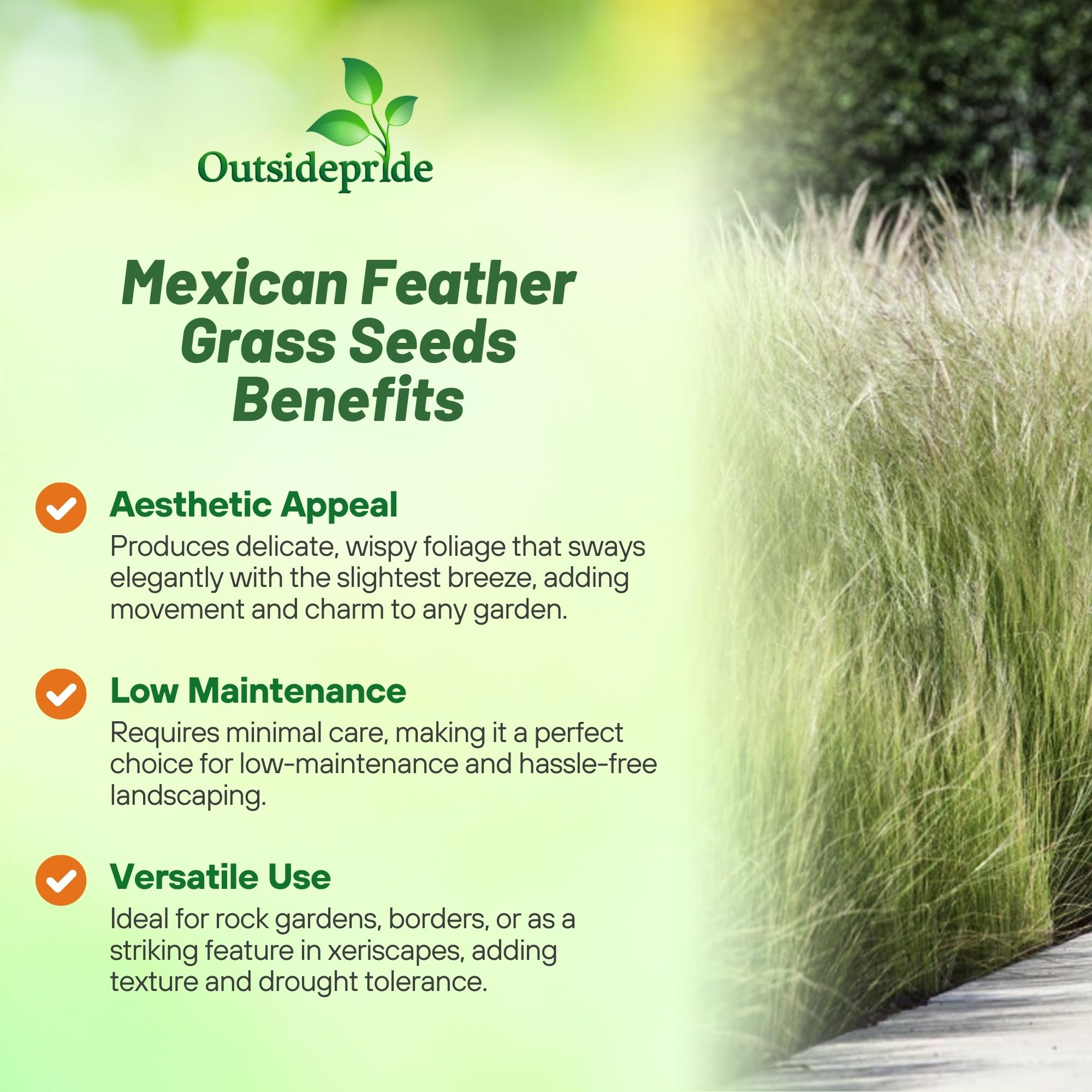 Outsidepride Stipa tenuissima mounded habit creates compact ground cover