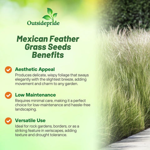 Outsidepride Stipa tenuissima mounded habit creates compact ground cover