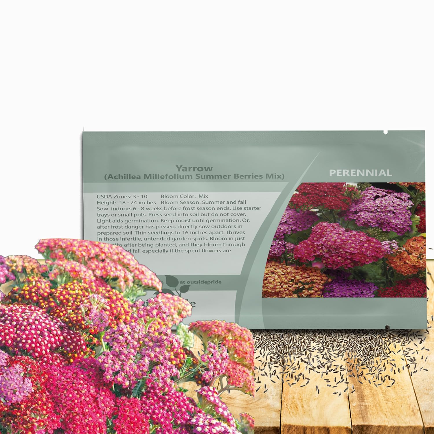 Outsidepride Summer Berries Mix Yarrow bloom closeup attracts pollinators with vibrant colors