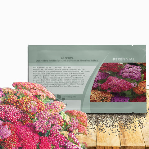 Outsidepride Summer Berries Mix Yarrow bloom closeup attracts pollinators with vibrant colors