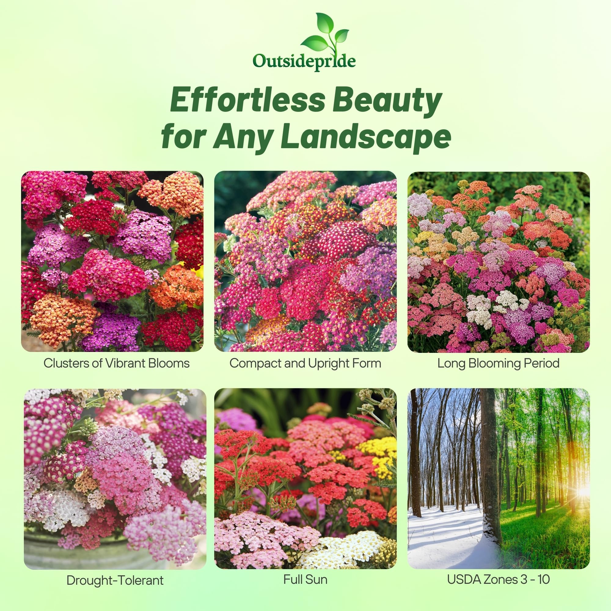 Outsidepride yarrow border plant showcases upright growth and textured foliage for garden borders