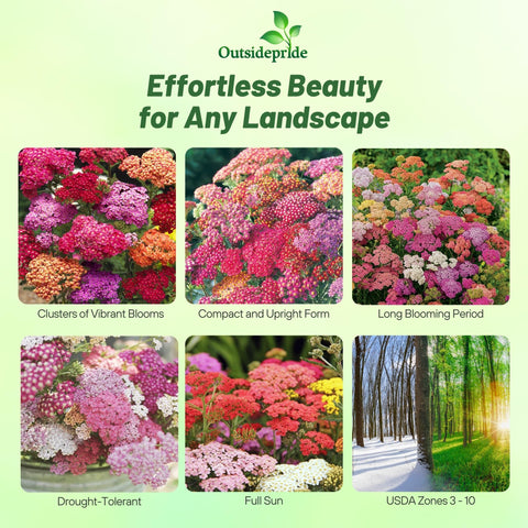 Outsidepride yarrow border plant showcases upright growth and textured foliage for garden borders
