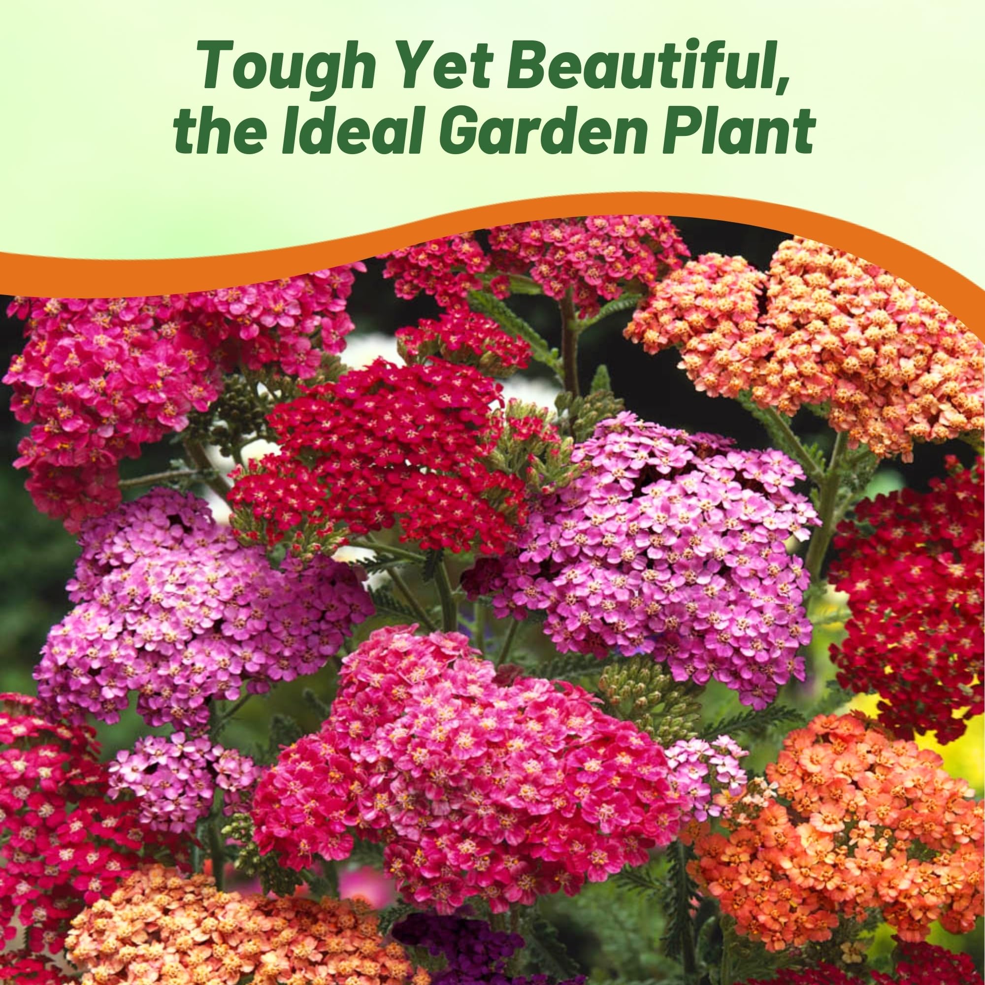 Outsidepride drought-tolerant Yarrow scene demonstrates resilient color in sunny gardens
