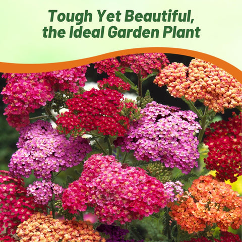 Outsidepride drought-tolerant Yarrow scene demonstrates resilient color in sunny gardens