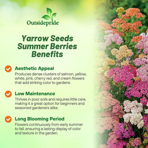Outsidepride Summer Berries Mix flower cluster forms a focal point in beds and meadows