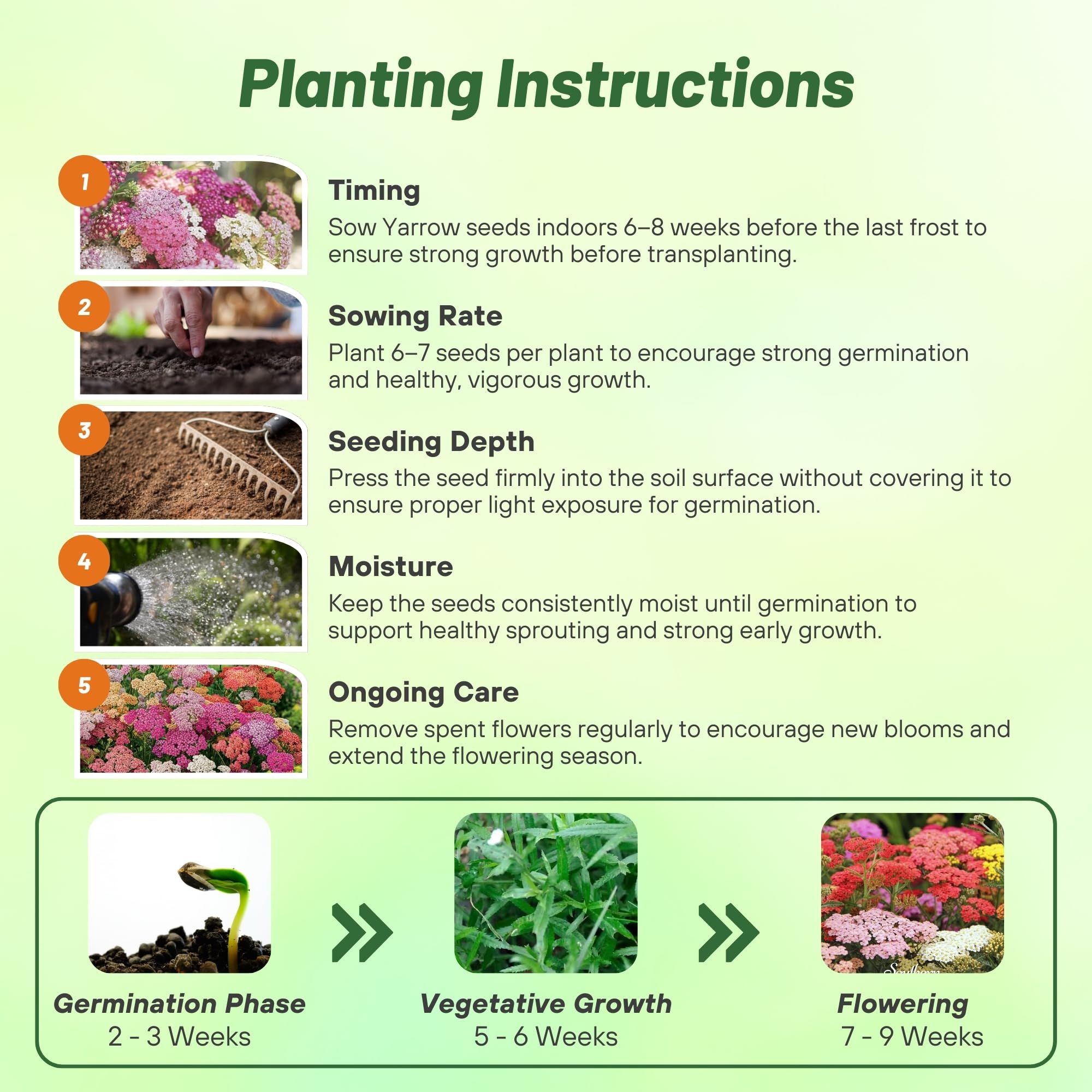 Outsidepride yarrow foliage highlights drought-tolerant greenery with low water needs