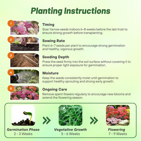 Outsidepride yarrow foliage highlights drought-tolerant greenery with low water needs