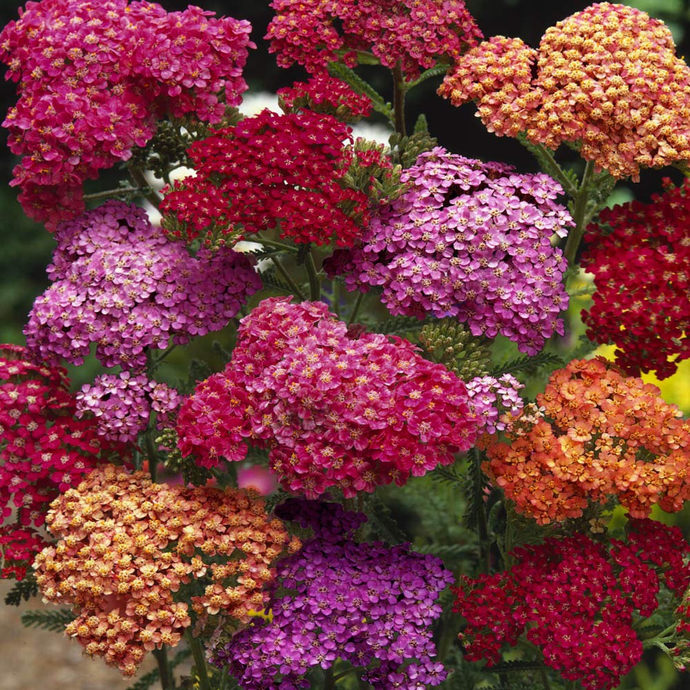 Outsidepride seed packet large 1000 seeds for extensive plantings