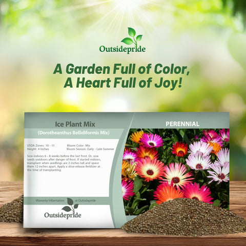 Outsidepride sun-loving ice plant thrives in full sun gardens.