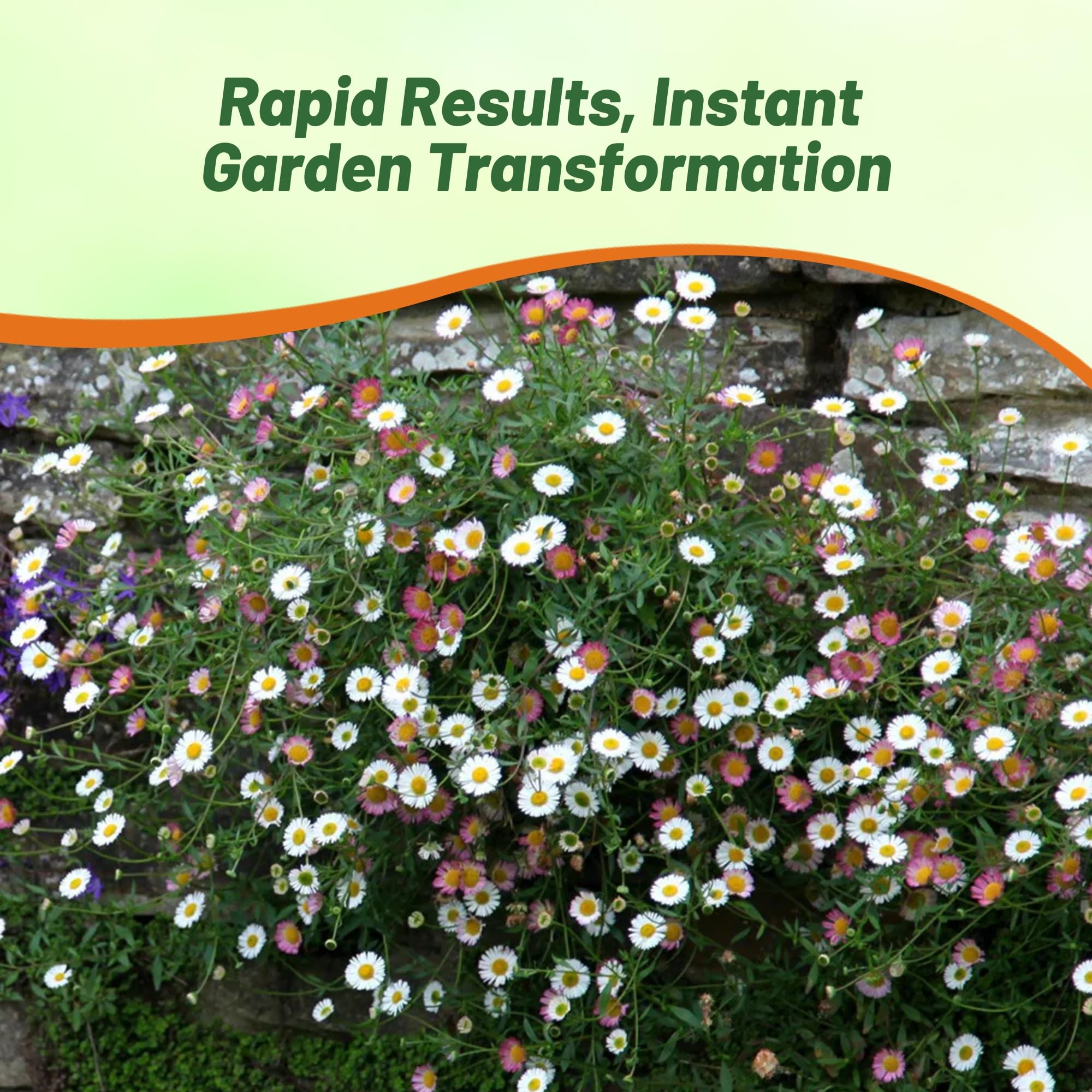 Outsidepride Santa Barbara Daisy seeds thrive in sun, producing full-bloom displays
