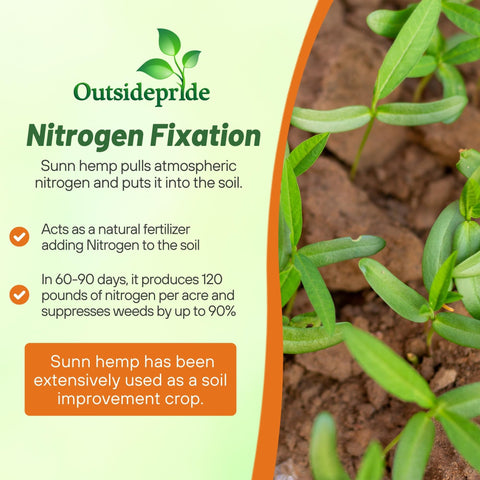 Outsidepride Sunn Hemp Seeds forage-ready stand for grazing livestock.