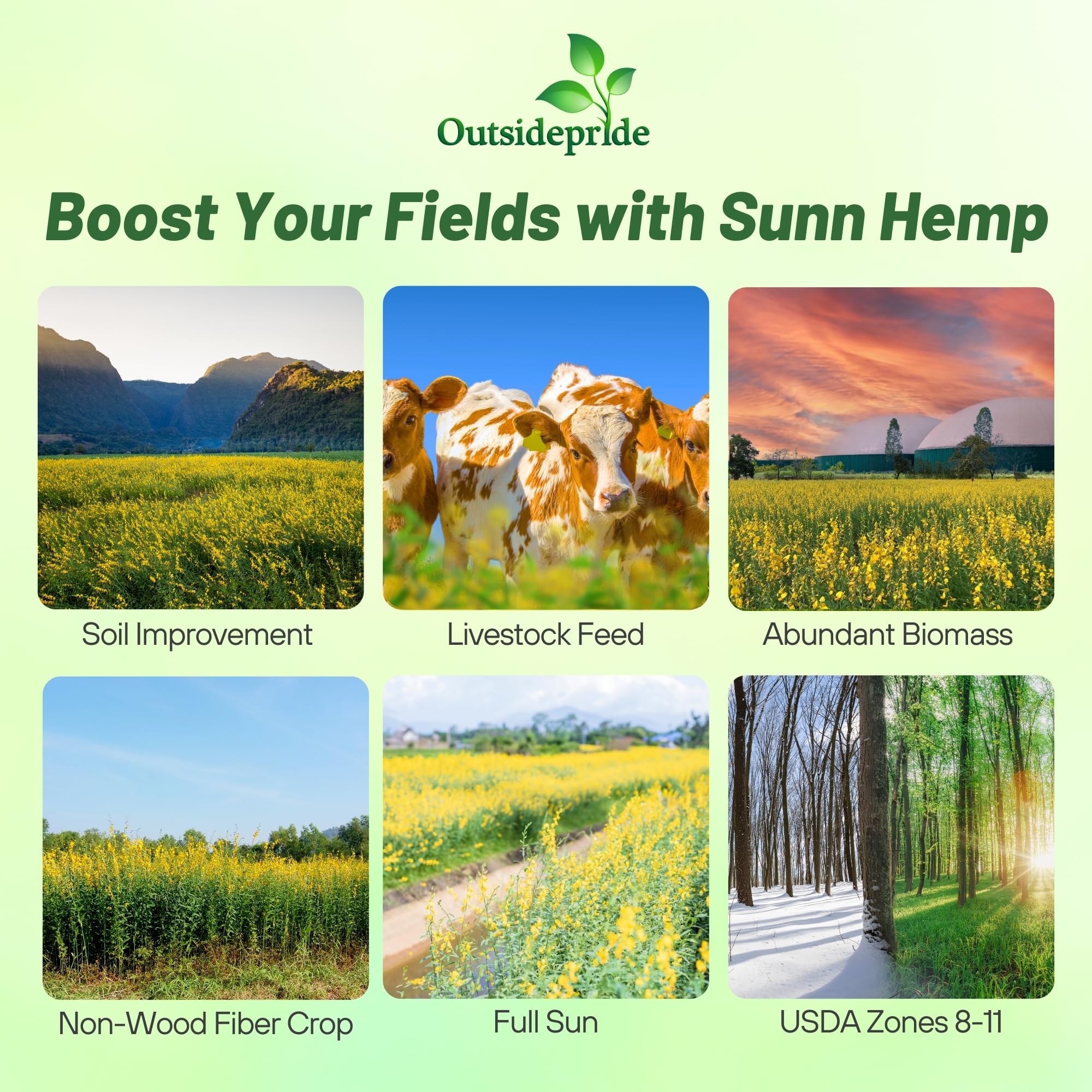 Outsidepride Sunn Hemp Seeds in a field showing rapid biomass growth.