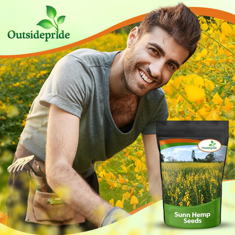 Outsidepride Sunn Hemp Seeds flowering stand with high seed yield.