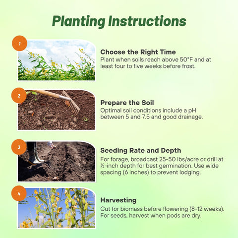 Outsidepride Sunn Hemp Seeds lush soil cover with weed suppression potential.