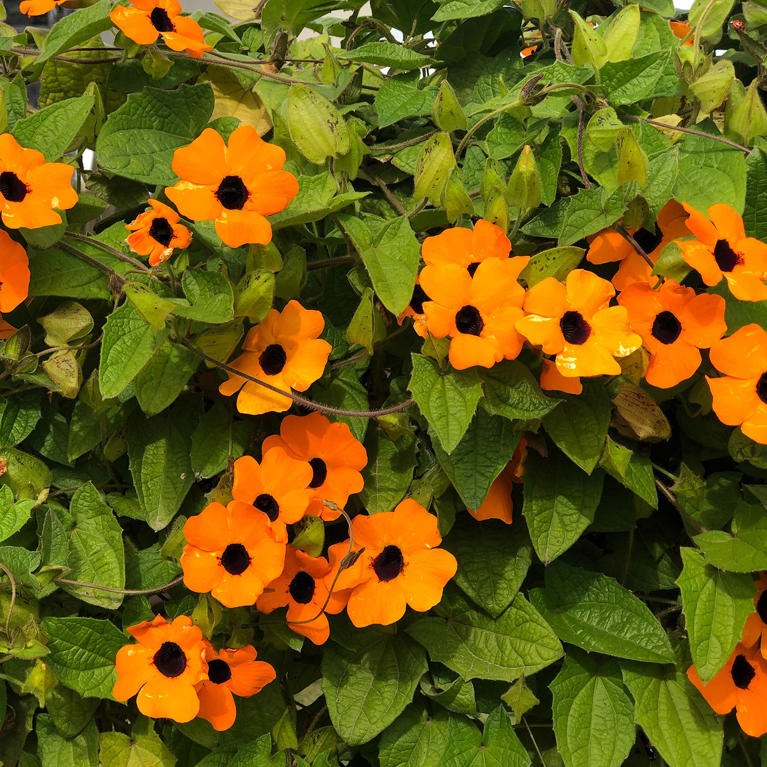 Outsidepride Sunrise Orange Thunbergia drought-tolerant climber with minimal care needs