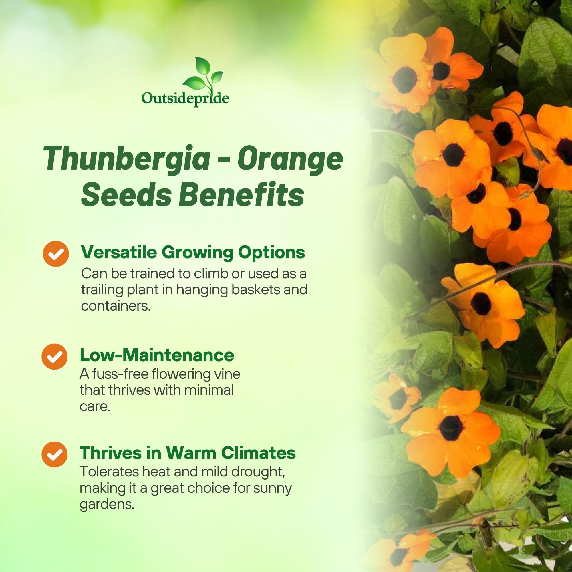Outsidepride Sunrise Orange Thunbergia climbing on fences creates lush privacy screen