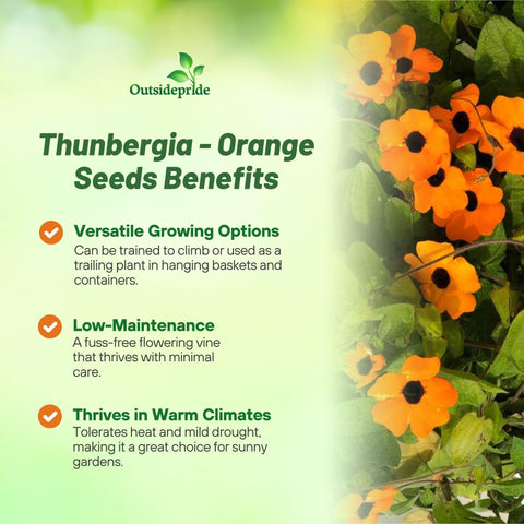Outsidepride Sunrise Orange Thunbergia climbing on fences creates lush privacy screen