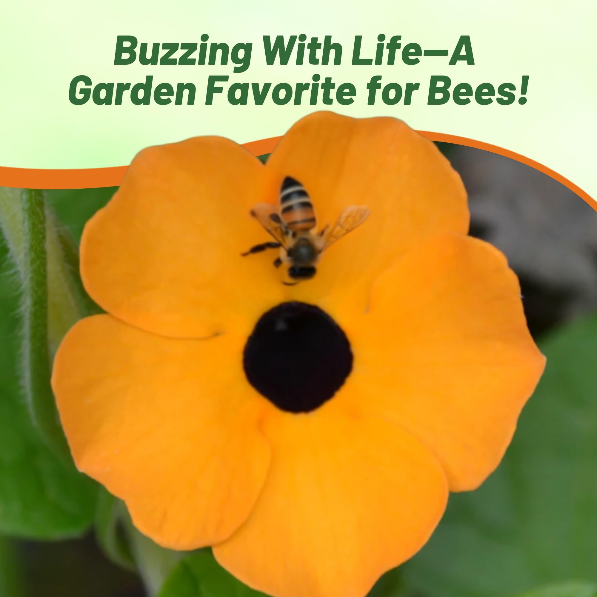 Outsidepride Sunrise Orange Thunbergia attracts bees and butterflies for pollinator gardens