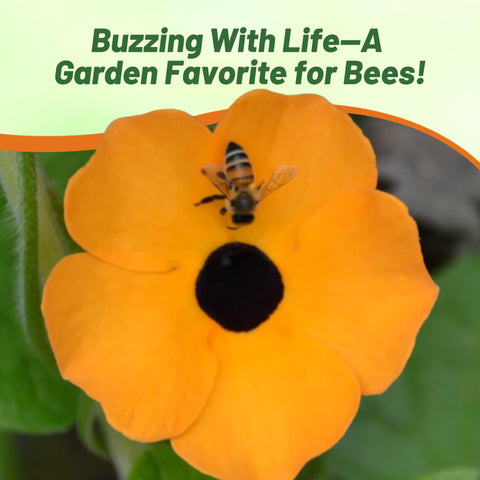 Outsidepride Sunrise Orange Thunbergia attracts bees and butterflies for pollinator gardens