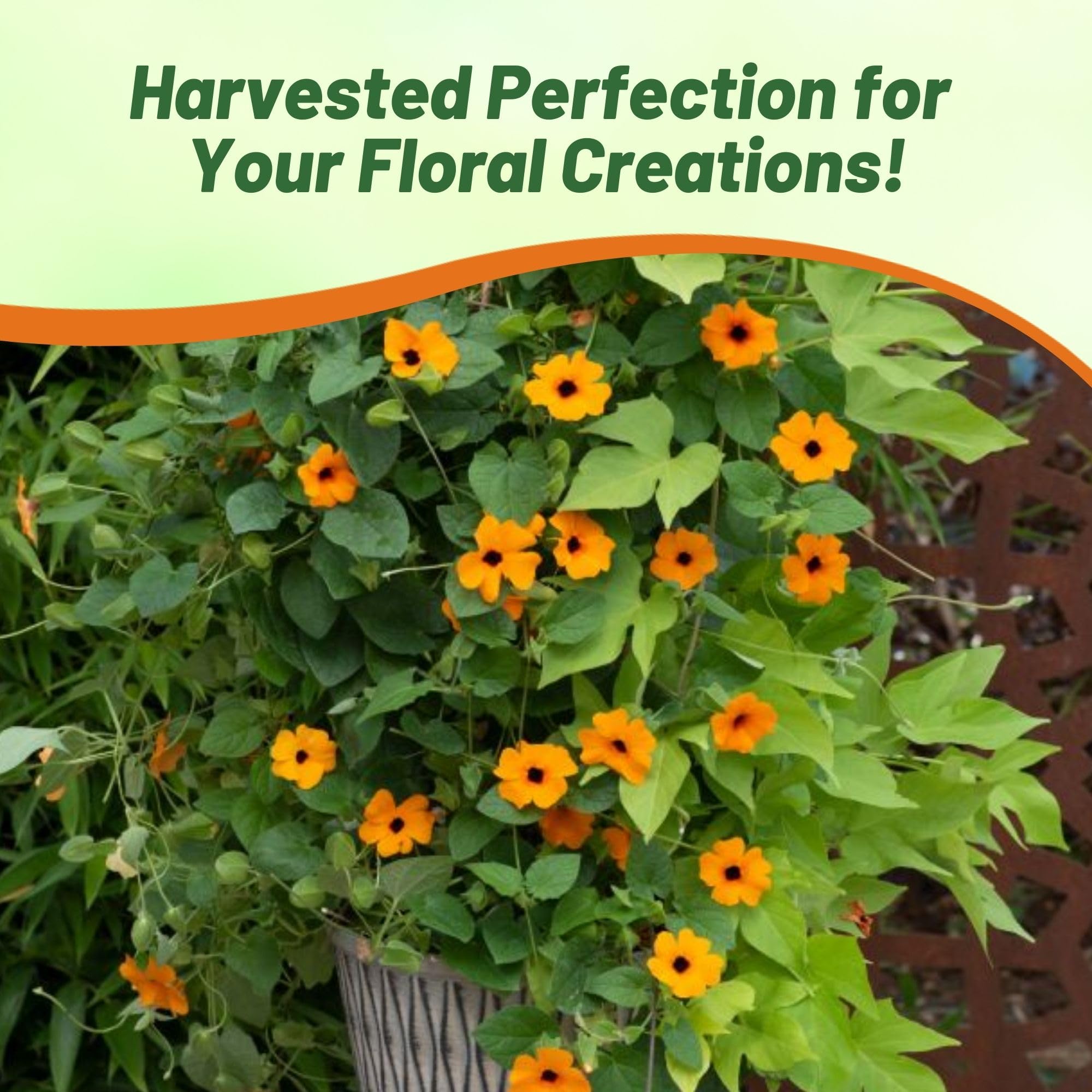 Outsidepride Sunrise Orange Thunbergia seed pack for growing a flourishing annual vine