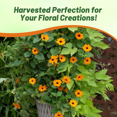 Outsidepride Sunrise Orange Thunbergia seed pack for growing a flourishing annual vine