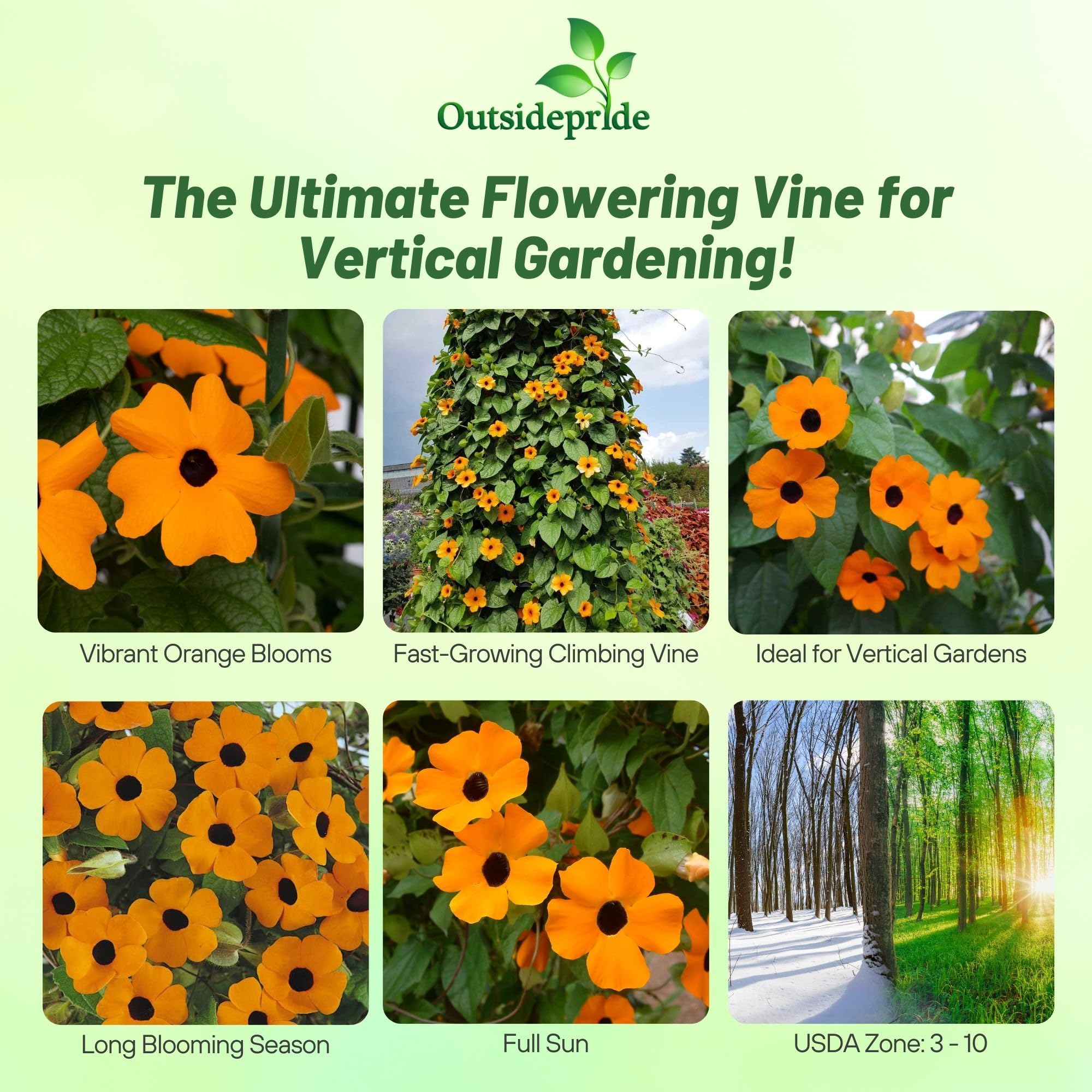 Outsidepride Sunrise Orange Thunbergia vine on trellis adds vertical color for privacy