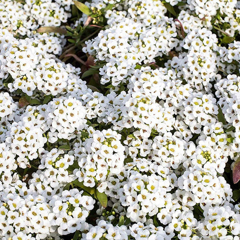 Outsidepride fragrant white blooms brighten beds and create a soft, decorative carpet.
