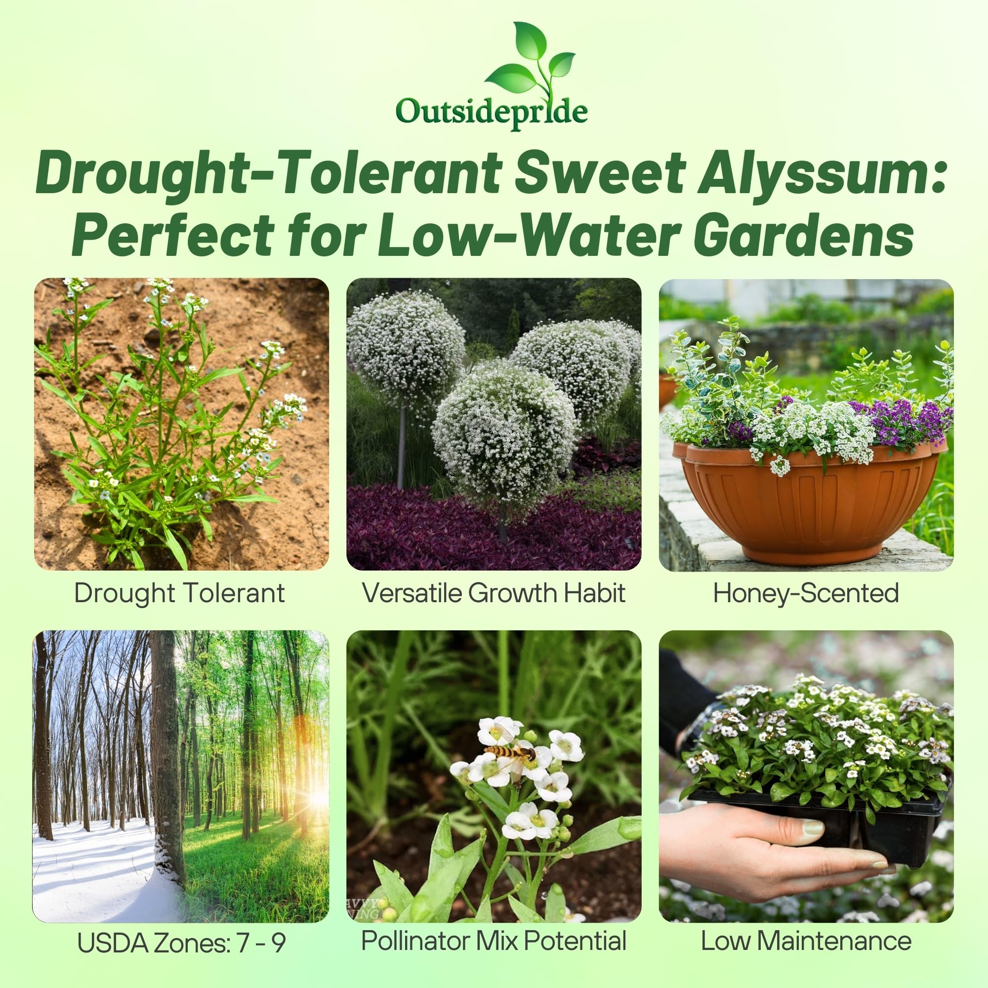 Outsidepride sweet alyssum attracts bees and butterflies for a pollinator-friendly garden.