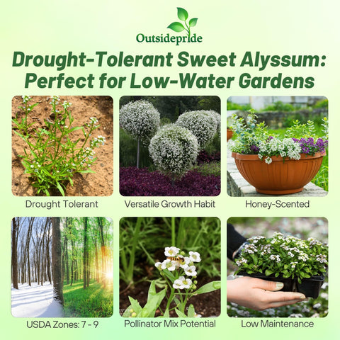 Outsidepride sweet alyssum attracts bees and butterflies for a pollinator-friendly garden.