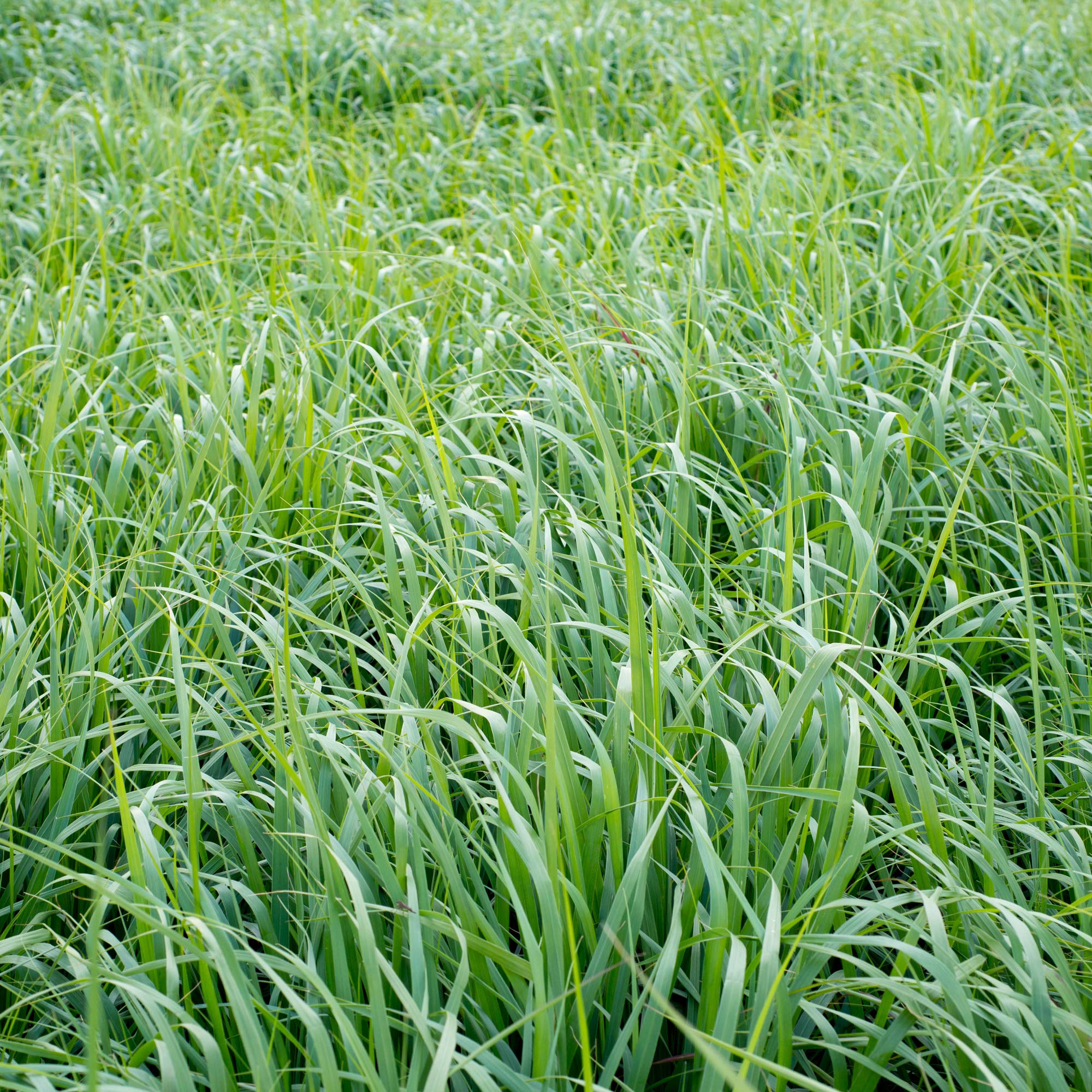 Outsidepride Switchgrass Seed autumn golden foliage enhances natural landscapes.
