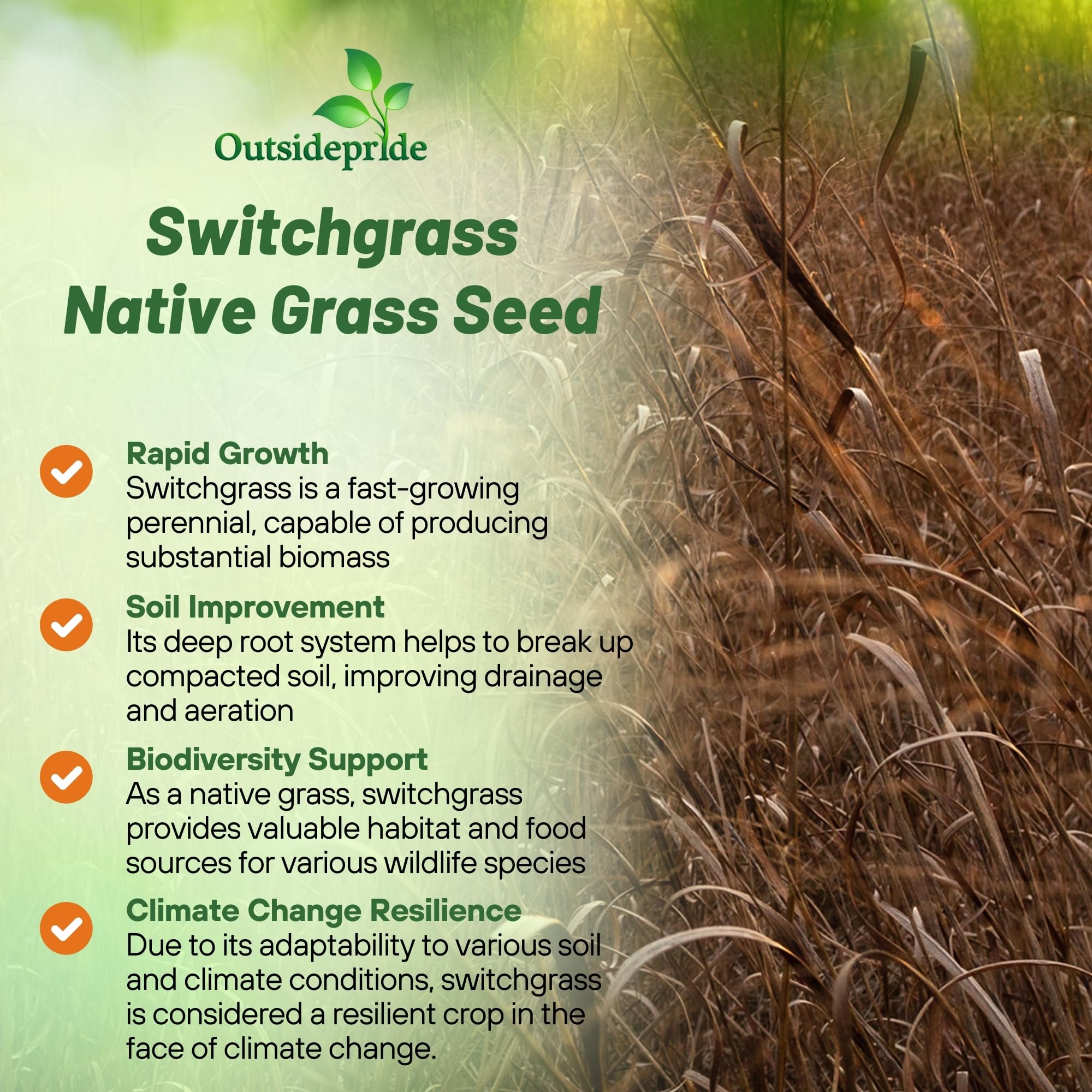 Outsidepride Switchgrass Seed on slope shows deep root stabilization for erosion control.