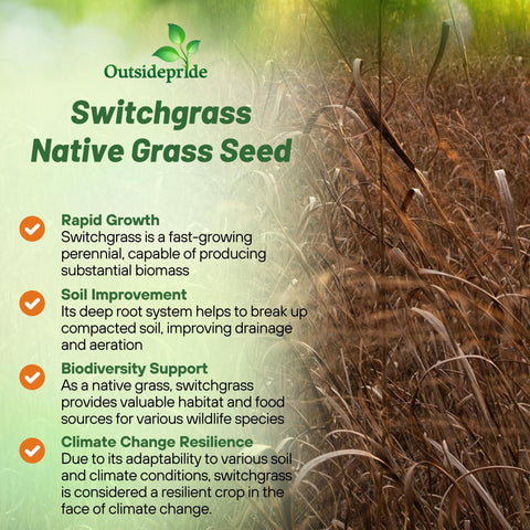 Outsidepride Switchgrass Seed on slope shows deep root stabilization for erosion control.