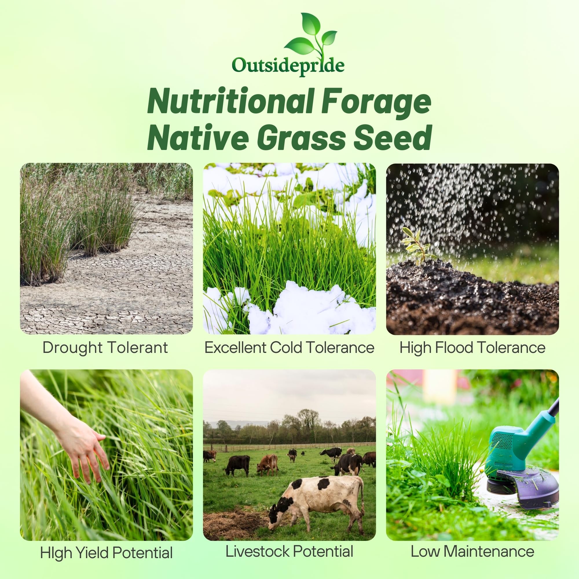 Outsidepride Switchgrass Seed field planting demonstrates rapid establishment in full sun.