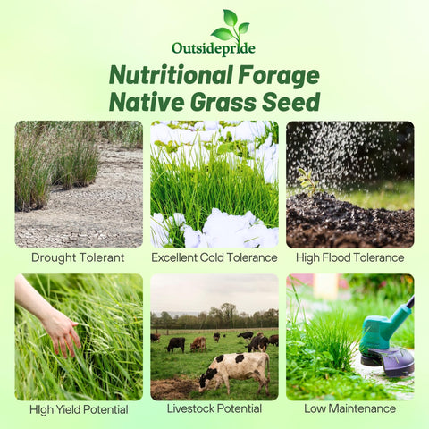 Outsidepride Switchgrass Seed field planting demonstrates rapid establishment in full sun.