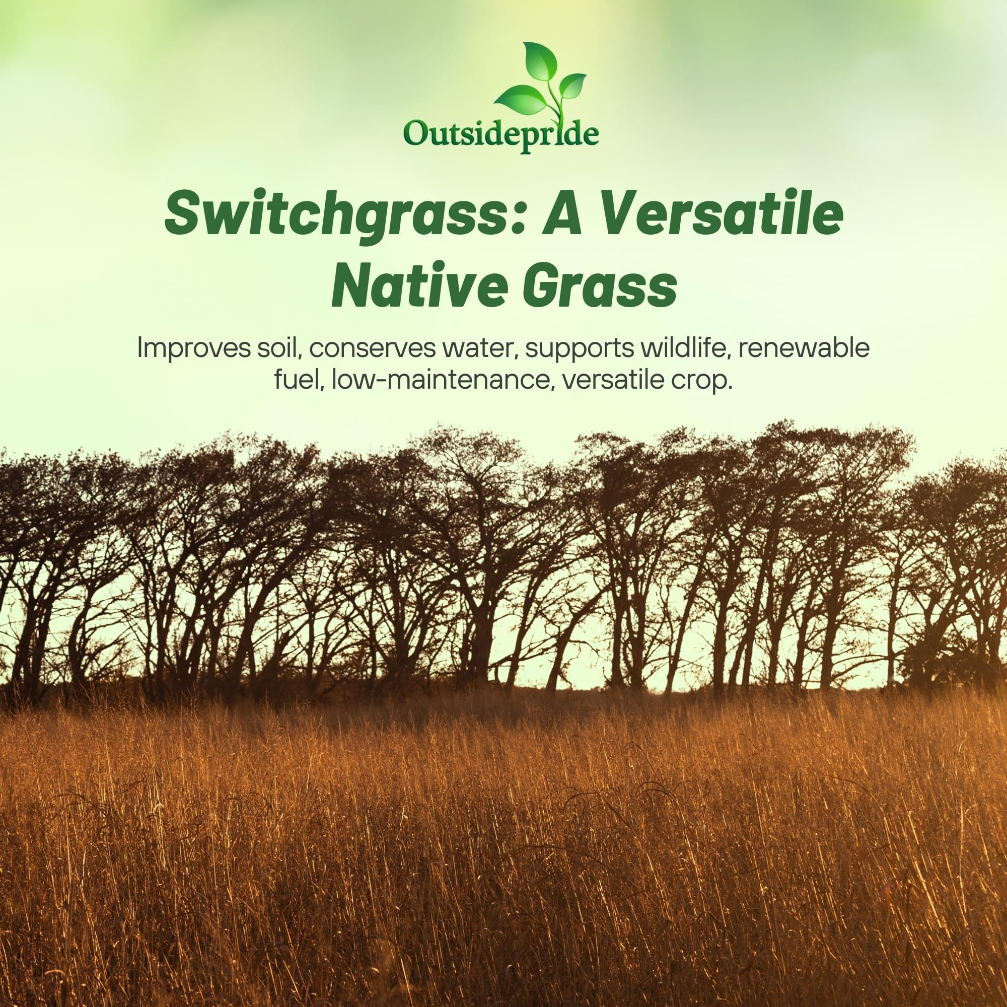 Outsidepride Switchgrass Seed rapid growth creates dense screens in sunlit landscapes.