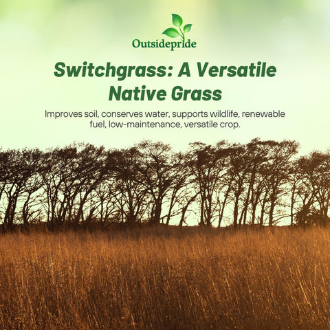 Outsidepride Switchgrass Seed rapid growth creates dense screens in sunlit landscapes.