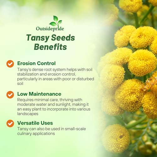 Outsidepride Tansy Seeds feature aromatic leaves that deter pests.