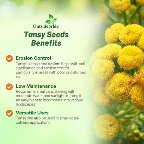 Outsidepride Tansy Seeds feature aromatic leaves that deter pests.